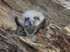 Great Horned Owl