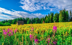 Flowers on the Grand Mesa