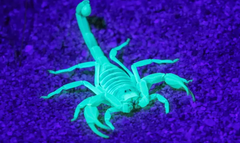 Scorpion at night