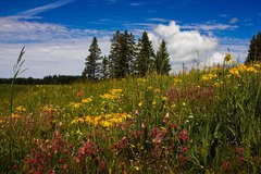 grand-mesa-wildflowers-david-short.jpg